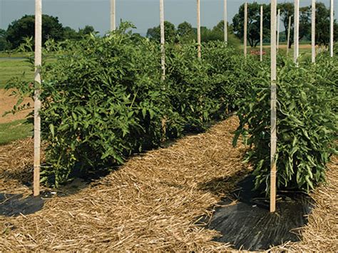 types of staking in agriculture|Why Staking Is Important In Tomato Production: A .